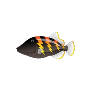 Lightning Triggerfish